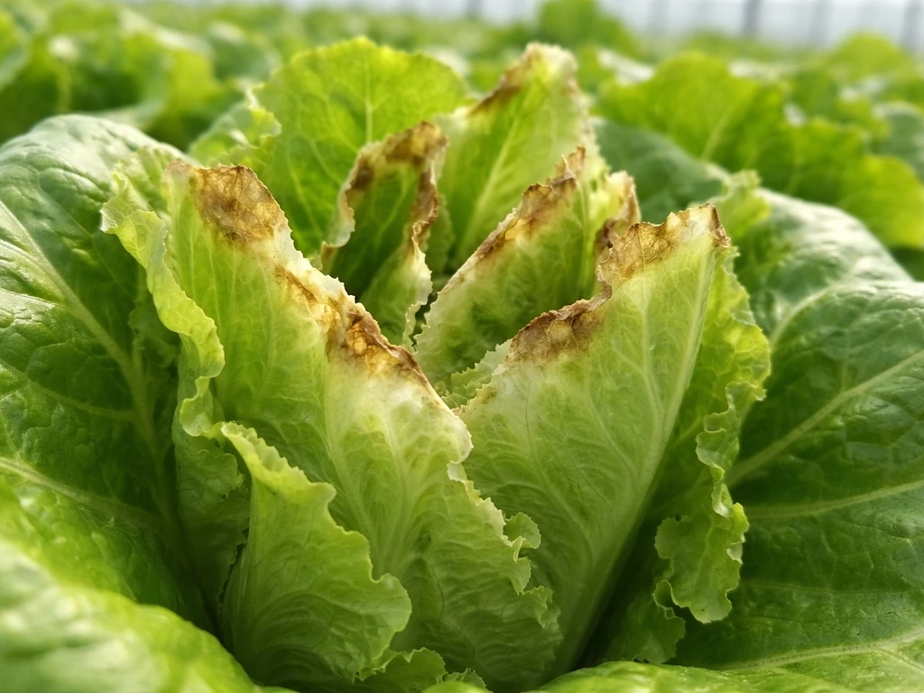 Close-up of greenhouse lettuce with brown papery leaf tips on inner leaves